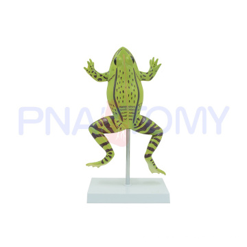 PNT-0820 enlarged realistic frog model